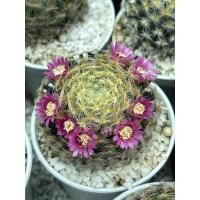 ราคา A6 เมล็ดแมมขนนกเหลืองดอกชมพู 60 เมล็ด เมล็ดแคคตัส เมล็ดกระบองเพชร cactus seeds mammillaria schiedeana (8322042633)