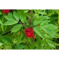 ราคา เมล็ด Red Elderberry Sambucus racemosa 50SEED ข้าวโพด (22135341344)