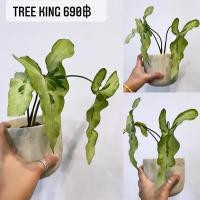 ราคา Tree King syngonium 690฿ (13457300261)