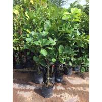 ราคา ส้มโอทับทิมสยาม เนื้อแดง หวาน อร่อย กิ่งตอน (12217747717)