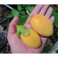 ราคา ต้นเสาวรส​ฮาวาย หวานเจี๊ยบ​ (4379626589)