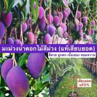 ราคา ต้นมะม่วงน้ำดอกไม้สีม่วง ต้นเสียบยอดพันธุ์แท้ % 50-60 ซม. ต้นแข็งแรง มะม่วงไต้หวัน มะม่วงน้ำดอกไม้สีม่วง (22379844068)