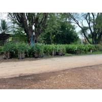 ราคา กิ่งพันธุ์มะขาม เปรี้ยวยักษ์ (40164904751)