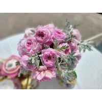 ราคา spirit of freedom สปริทออฟฟรีดแม กุหลาบอังกฤษหอม เลี้ยงง่ายมาก กุหลาบเลื้อย กุหลาบพุ่มใหญ่ ทนแดด ดอกหอม ดอกทรงถ้วยแน่น (19444044388)