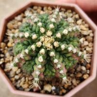 ราคา ไดโนเสาร์ กล้ามยับ ลูกT-Rex ฟอร์มเด่น (23949658277)