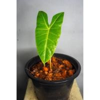 ราคา ต้นว่านพญาจงอาง(ใบ1ใบ) (13506238194)