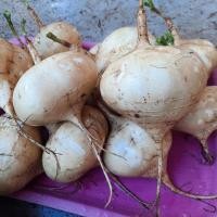 ราคา เมล็ดพันธุ์ มันแกวตะเภา มันแกวกินสด มันแกว 50 เมล็ด [10 แถม 1 คละได้] (21695022578)