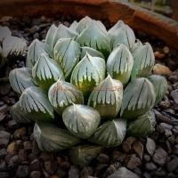 ราคา [6-7 cm] ฮาโวเทีย H. obtusa ‘Suisho’ #haworthia #sacculants #ไม้ประดับ #ไม้อวบน้ (4436942131)