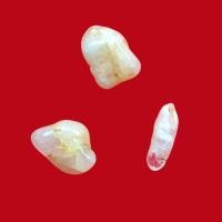 ราคา พระธาตุ หลวงปู่บัวพา ปัญญาภาโส วัดป่าพระสถิตย์ (22066260577)