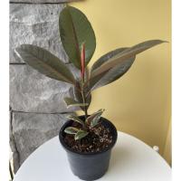 ราคา ยางอินเดียดำด่างชมพู ฟอร์มสวย (10247586064)