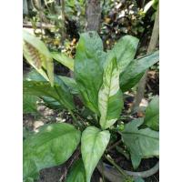 ราคา ไม้ด่างต้นเดหลีด่างสวยต้นใหญ่ (11981053904)