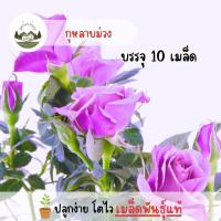 ราคา กุหลาบสีม่วง 10 เมล็ด (28210794398)