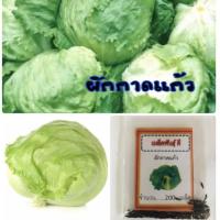 ราคา เมล็ดพันธุ์ ผักกาดแก้ว ผักกาดหอมแก้ว 200 เมล็ด ผักสลัด ✅ราคาถูกปลูกง่าย ปลูกไว้ทานกินเอง (3618799683)