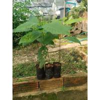 ราคา ต้นพันธุ์ ต้น เกาลัด ถุงดำต้นละ 99 บาท เกาลัดพันธุ์วาวี 2 หรือเกาลัด ต้นเพาะเมล็ด Chinese chestnut Seven sisters (26813776184)