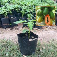 ราคา ต้นมะละกอ ชุด3ต้น พันธุ์ มะละกอฮอลแลนด์ (Holland Papaya) มะละกอ ต้นเตี้ย ผลดก (รับประกัน ส่งใหม่ฟรี หากสินค้าเเสียหาย!!) (29591204545)