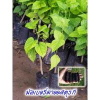 ราคา ต้นมัลเบอรี่ออสตุรกี 4 ต้น หม่อนดำตุรกี ผลใหญ่ ต้นโตเร็ว มีพร้อมส่ง (5849722222)