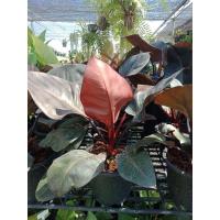 ราคา ต้นกุมารดำเรียกทรัพย์ philodendron erubescens กระถาง 10นิ้ว (22437480388)