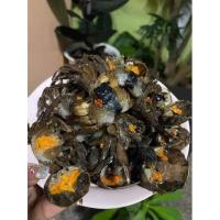 ราคา ปูแป้นไข่ดองน้ำปลาแท้สดสะอาดต้นตำรับจันทบุรี (12927641447)