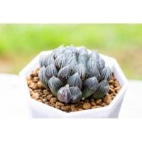 ราคา Haworthia Black Obtusa ฮาโวเทีย ไม้อวบน้ำ แคคตัส (6239053969)