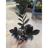 ราคา ต้นกวักมรกตใบดำ ในกระถาง6 นิ้ว (27986900936)