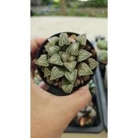 ราคา Haworthia white widow_succulent echeveria haworthia cactus ไม้อวบน้ำ แคคตัส ฮาโวเทีย ไลทอป (28374899033)