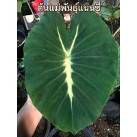 ราคา colocasia nancy's revenge บอนแนนซี่ (15449591300)