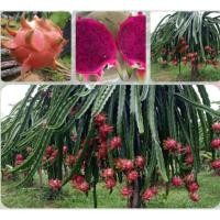ราคา พันธุ์แก้วมังกรแดงไต้หวัน,กิ่งพันธุ์แก้วมังกรแดงไต้หวัน,แก้วมังกรแดงไต้หวัน ลูกโต ดก หวาน กิ่งพันธุ์มีรากพร้อมปลูก (5461059584)