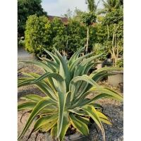 ราคา อากาเว่ปากนกแก้วด่าง อากาเว่เขียวขอบเหลือง ส่งพร้อมกระถาง 15 นิ้วต้นใหญ่สวยๆ (28583123366)