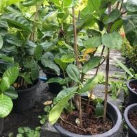 ราคา ต้นพุดทูนอินวัน(ทรงพุ่มไม่แคระ) (6833071105)