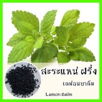 ราคา พร้อมส่ง ❗ รหัส 059 เมล็ดพันธุ์แท้ OP แท้ เลม่อนบาล์ม (สะระแหน่ฝรั่ง) - Lemon Balm เมล็ดสะระแหน่ เมล็ดพันธุ์ (6179497541)
