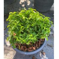 ราคา ต้นโมกแคระ ดอกสีขาว ไม้มงคล (กระถาง 10 นิ้ว) (25191289790)