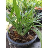 ราคา ว่านช้างผสมโขลง พญาเทครัว ส่งแบบหัวถอดกระถาง (20594558663)