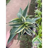 ราคา F337 ไผ่กวนอิมเงิน / ทอง ไม้มงคล แต่งห้อง ไม้ฟอกอากาศ กระถาง 5 นิ้ว (5970307136)