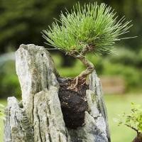 ราคา บอนไซสนสีดำในร่มบอนไซทรงจิ๋วต้นสนบอนไซขนาดเล็กหน้าผาวรรณกรรมการสร้างแบบจำลองต้นกล้าวัสดุสนดำ (29022896875)