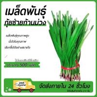 ราคา กุยช่ายจีนเมล็ดกุยช่าย 500 เมล็ดก้านสีม่วงงอกง่าย พุ่มใหญ่ ทานอร่อย (44450374104)