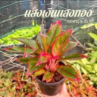 ราคา ต้นแสงเงินแสงทอง อโกลนีมา ต้นไม้มงคล กระถาง 6 นิ้ว (26013038330)