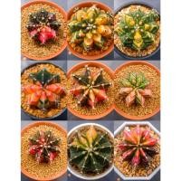 ราคา ต้นแคคตัส ยิมโน ไม้ด่าง ไม้เมล็ด Gymnocalycium Mihanovincii LB2178 LB​hybrid (11746803815)