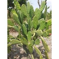 ราคา กระบองเพชร ใบเสมา โอพันเทีย หูกระต่าย จำนวน 10ใบ ราคา 150 บาท (25014816731)