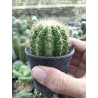 ราคา ดาวล้อมเดือน (Echinopsis calochlora K.Schum.) กระบองเพชร แคคตัส cactus (7276718627)