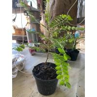 ราคา ต้นว่านธรณีสาร (สมุนไพรไทยธรณีสาร) สูงประมาณ40-50เซนติเมตร ราคาถูก (ยินดีรับประกันสินค้าหากเกิดความเสียหายทุกกรณี) (25173129081)