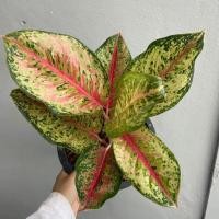 ราคา ต้น 10 กะรัต สิบกะรัต ไม้มาใหม่ ลายสวยมาก มงคล หายาก (25567644733)