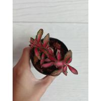 ราคา พรมออสเตเรีย พรมออสเตรเลีย สีแดง ใบเรียว Fittonia (4279824409)