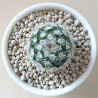 ราคา Cactus / M. bombycina / แมมบอมไบซิน่า (154882222)