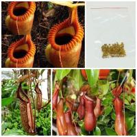 ราคา ขายส่ง 100 เมล็ด เมล็ดต้นหม้อข้าวหม้อแกงลิง nepenthes ไม้กินแมลง พืชกินแมลง พืชกินสัตว์ ไม้เลื้อย หม้อผุด ไม้ประหลาด (1526546430)