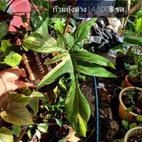 ราคา philodendron Florida beauty variegated ก้ามกุ้งด่าง ต้นก้ามกุ้งด่า ก้ามกุ้ง 1 ใบ ออกตาหน่อแล้ว (3049197753)