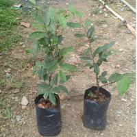 ราคา ต้นรวงผึ้งต้นไม้ประจำรัชกาลที่10ขนาดต้นสูง70-90ซม.(1ซม.) (3819028488)