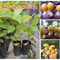 ราคา ต้นยางนาราดเชื้อเห็ด ชุด10ต้น179.บาท พร้อมส่ง พร้อมปลูก (43854418654)