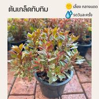 ราคา ต้นเกล็ดทับทิม จัดส่งทั้งกระถางไซส์ 5.5 นิ้ว ไม้มงคลแดดจัด ใบสีชมพูผสมสีเขียว สีแดง (22585382298)