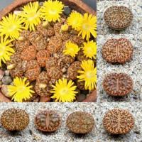 ราคา ไลทอป ไลทอปบอม Lithops Bromfieldii (3268363781)