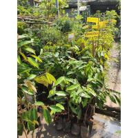 ราคา ต้นทุรียน นกกระจิบ สูง 60 cm ในถุงชำ4นิ้ว กิ่งตอนเสียบยอดแท้ ทุเรียนนกกระจิบ” พูใหญ่เนื้อเต็มหวานอร่อย (19800859108)